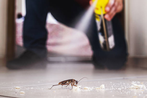 Insect Control in Franklin Park, PA